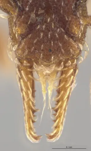 Strumigenys brevicornis - CASENT0601752