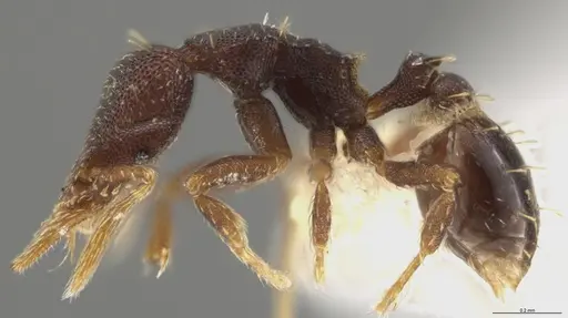 Strumigenys brevicornis - CASENT0601752