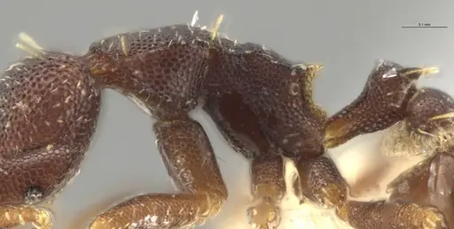 Strumigenys brevicornis - CASENT0601752