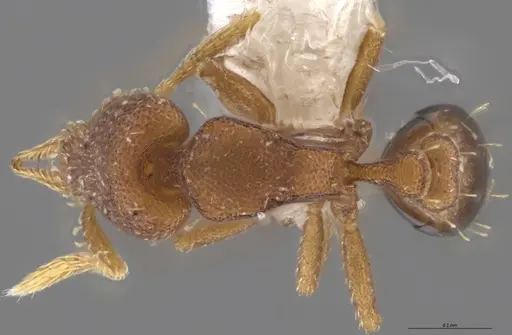 Strumigenys brevicornis - CASENT0610778