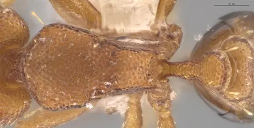 Strumigenys brevicornis - CASENT0610778