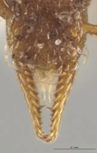 Strumigenys brevicornis - CASENT0610778