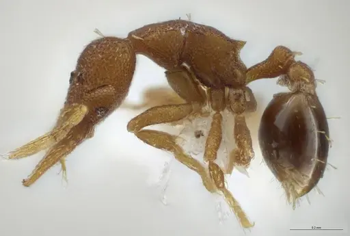 Strumigenys brevicornis - CASENT0610778