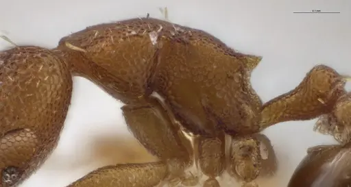 Strumigenys brevicornis - CASENT0610778