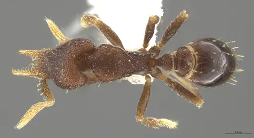 Strumigenys brevicornis - CASENT0617598