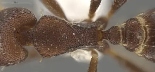 Strumigenys brevicornis - CASENT0617598