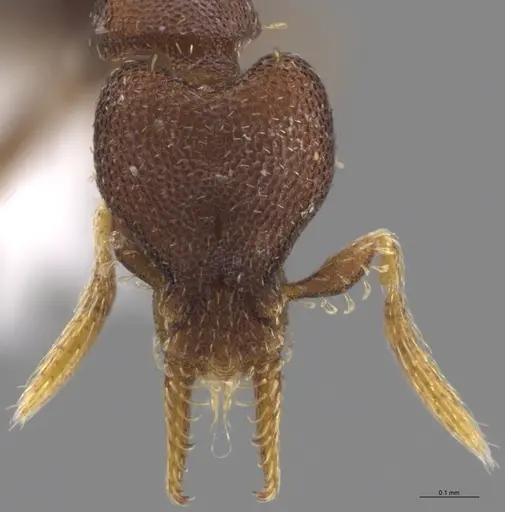 Strumigenys brevicornis - CASENT0617598