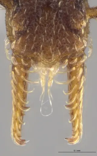 Strumigenys brevicornis - CASENT0617598