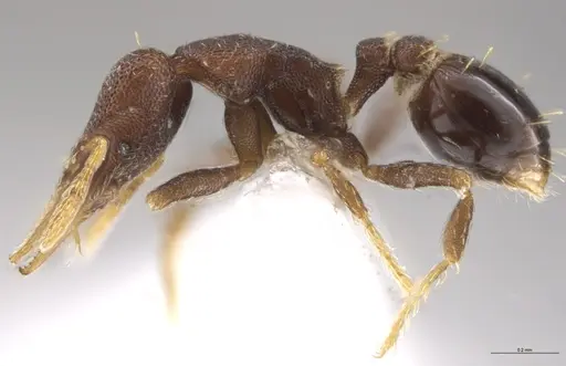 Strumigenys brevicornis - CASENT0617598