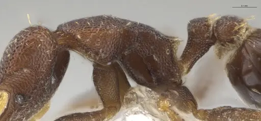 Strumigenys brevicornis - CASENT0617598