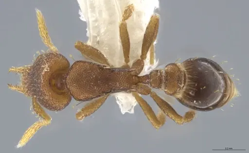 Strumigenys brevicornis - CASENT0633125