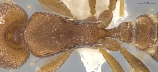 Strumigenys brevicornis - CASENT0633125