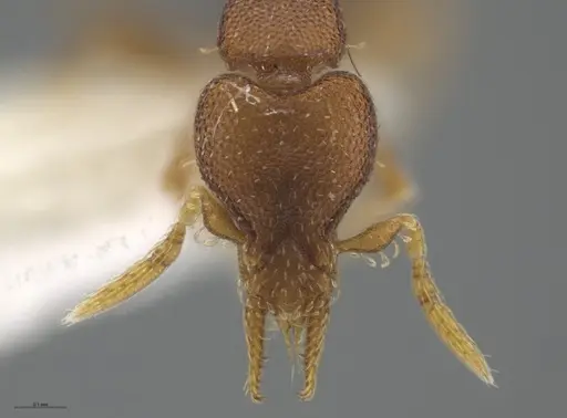 Strumigenys brevicornis - CASENT0633125