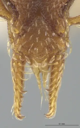 Strumigenys brevicornis - CASENT0633125