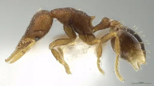 Strumigenys brevicornis - CASENT0633125