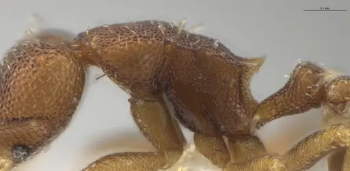 Strumigenys brevicornis - CASENT0633125