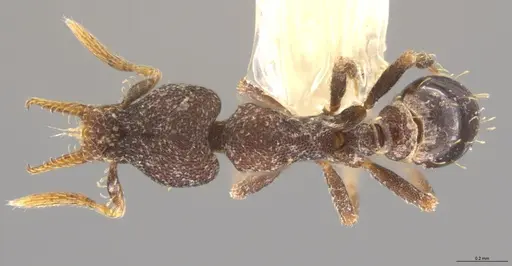 Strumigenys brevicornis - CASENT0633819