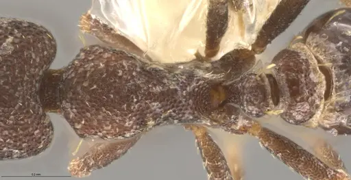 Strumigenys brevicornis - CASENT0633819