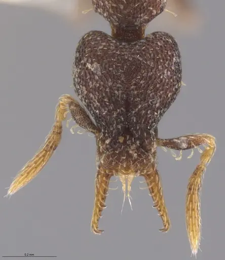 Strumigenys brevicornis - CASENT0633819