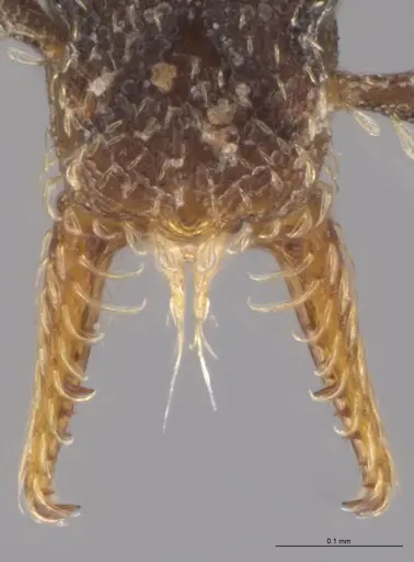 Strumigenys brevicornis - CASENT0633819