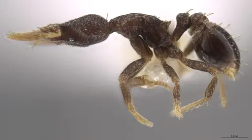 Strumigenys brevicornis - CASENT0633819