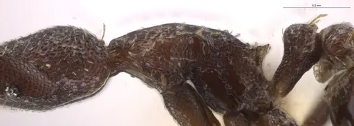 Strumigenys brevicornis - CASENT0633819