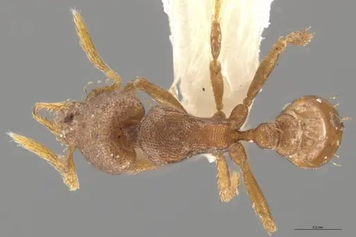 Strumigenys brevicornis - CASENT0633824