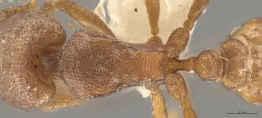 Strumigenys brevicornis - CASENT0633824