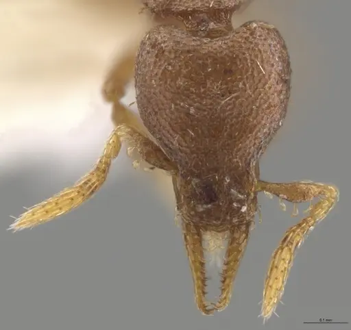 Strumigenys brevicornis - CASENT0633824