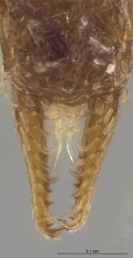 Strumigenys brevicornis - CASENT0633824