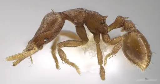 Strumigenys brevicornis - CASENT0633824