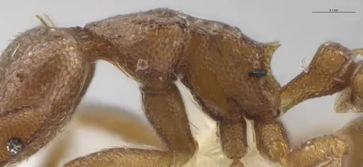 Strumigenys brevicornis - CASENT0633824