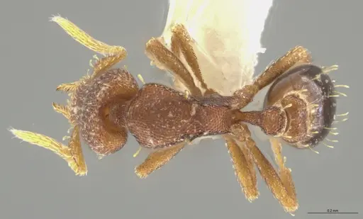 Strumigenys brevicornis - CASENT0633862