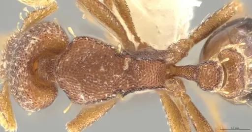 Strumigenys brevicornis - CASENT0633862