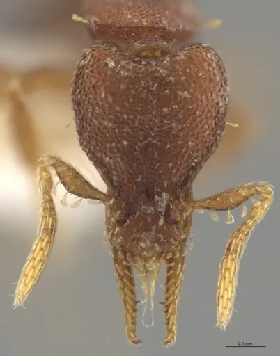 Strumigenys brevicornis - CASENT0633862