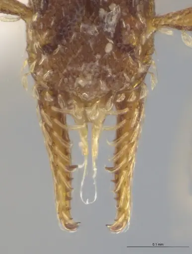 Strumigenys brevicornis - CASENT0633862