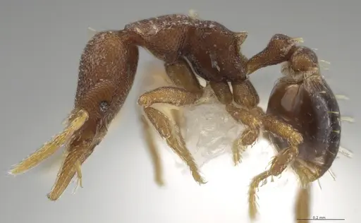 Strumigenys brevicornis - CASENT0633862