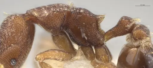 Strumigenys brevicornis - CASENT0633862