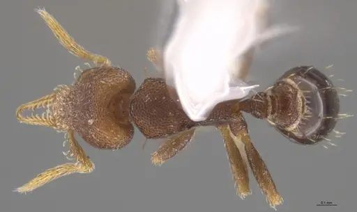 Strumigenys brevicornis - CASENT0635618