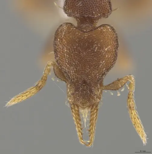 Strumigenys brevicornis - CASENT0635618