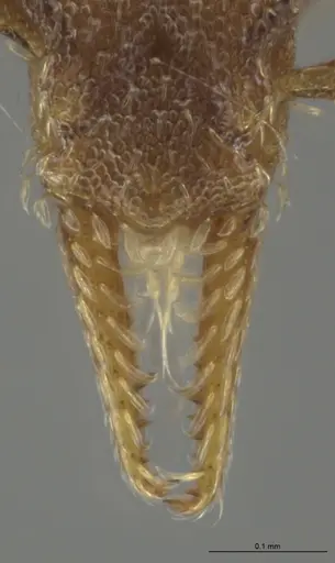 Strumigenys brevicornis - CASENT0635618