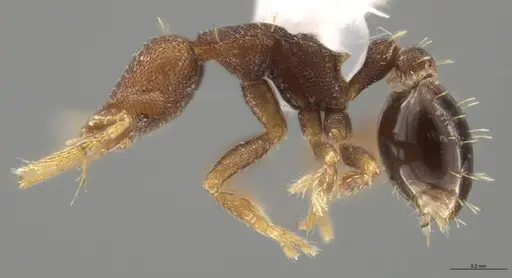 Strumigenys brevicornis - CASENT0635618