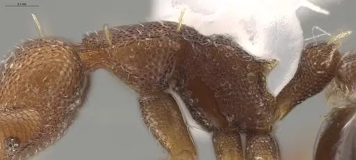 Strumigenys brevicornis - CASENT0635618