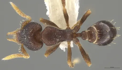 Strumigenys brevicornis - CASENT0640414