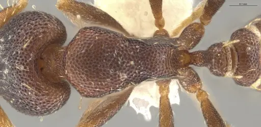 Strumigenys brevicornis - CASENT0640414