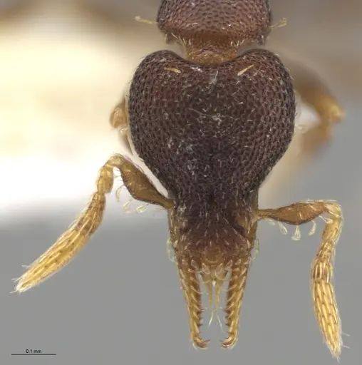 Strumigenys brevicornis - CASENT0640414