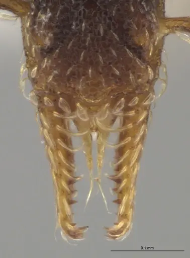 Strumigenys brevicornis - CASENT0640414