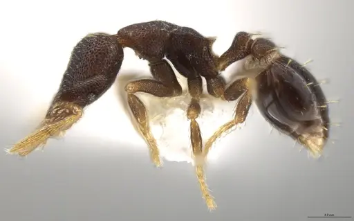 Strumigenys brevicornis - CASENT0640414