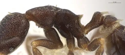 Strumigenys brevicornis - CASENT0640414