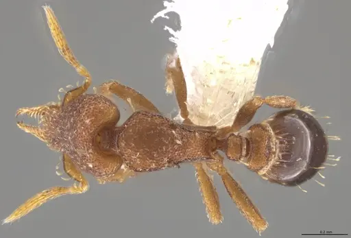 Strumigenys brevicornis - CASENT0648556